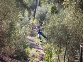arb13