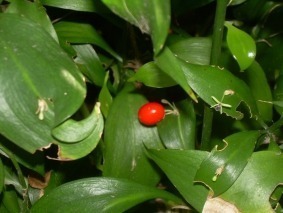 DSCN5506