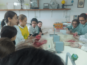 animais 1