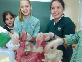 animais 14