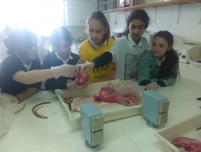 animais 2