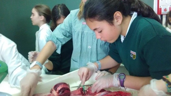 Planalto - as alunas do 6º e 9º ano e o sistema cardio-respiratório de um mamífero.